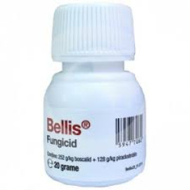 BELLIS (20gr, 200gr, 1KG)