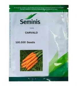 MORCOV CARVALO F1 100.000 SEMINTE